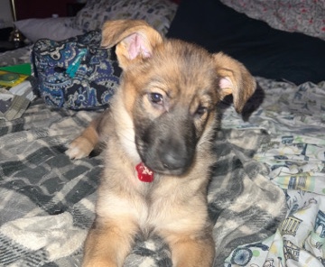 Re-Homing German Shepherd Puppies