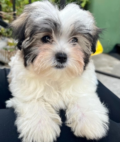 Shih Tzu – Shih Tzu Puppy