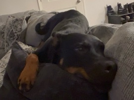 Rottweiler – REHOME KAMODA -contact me for any questions – Merced