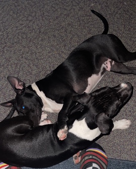 American Pit Bull Terrier – full breed pit bull