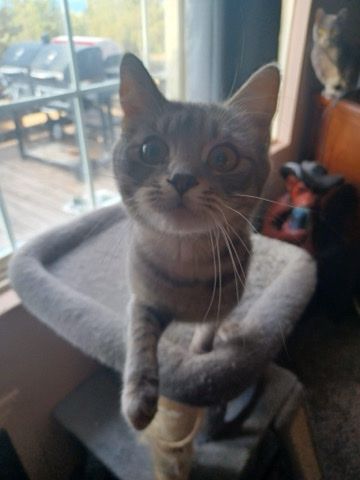 Munchkin – Rehoming kitty