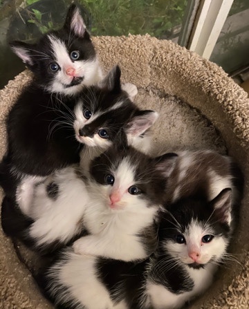 kittens