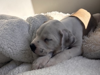 American Pit Bull Terrier – dog – Gosnells