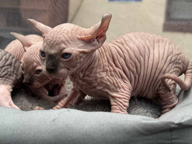 Sphynx – sphynx male – Lauderdale-by-the-Sea