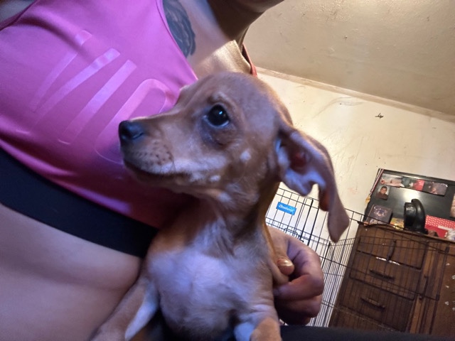Puppies in need of loving home