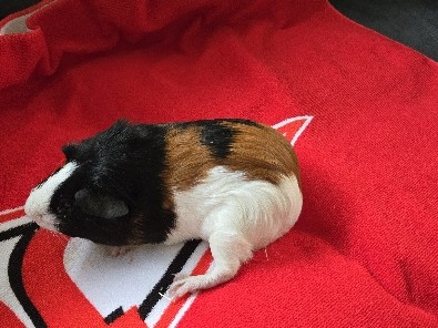 Guinea Pig – Rehome 2 guinea pigs – Laguna Woods