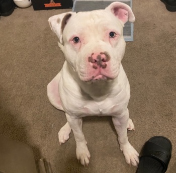American Pit Bull Terrier – Red Nose Pit