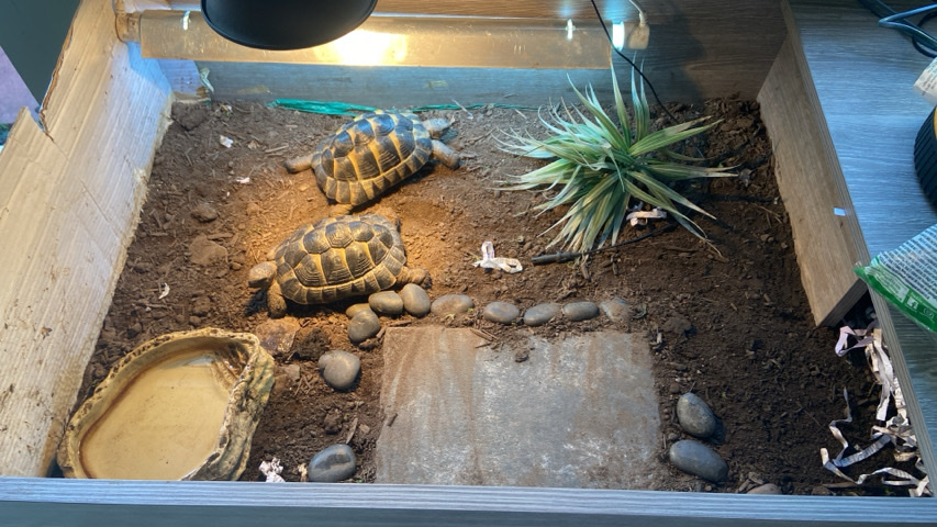 Any – 2 Male Spurthigh Tortoises