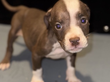American Pit Bull Terrier – Rolo / American Pocket Bully – Utica