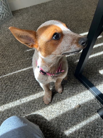 Australian Cattle Dog – Australian cattle dog