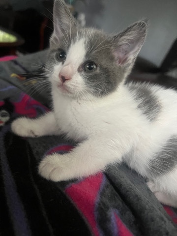 American Shorthair – kittens