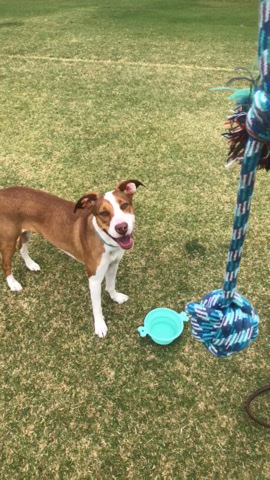 Adopt German Shorthaired Pointer Needing to rehome - Ora adoption in your area