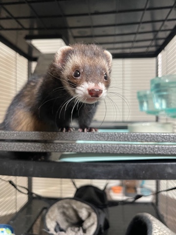 ferret – Ferret, cage, playpen