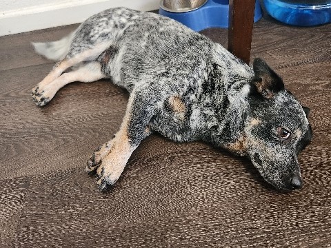 Australian Cattle Dog – Rehoming this sweet little man – San Bernardino