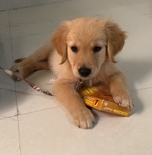 Golden Retriever – Golden Retriever Male Puppy simba for sale