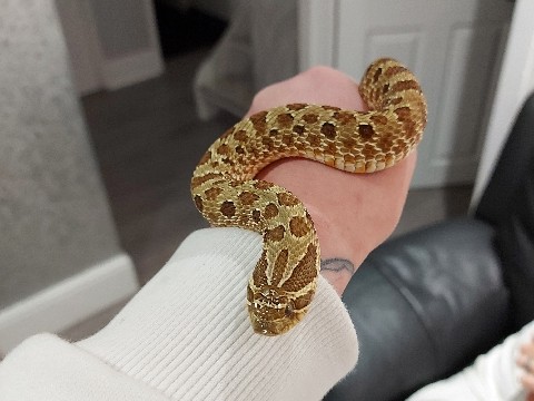 Corn and Hognose Snake