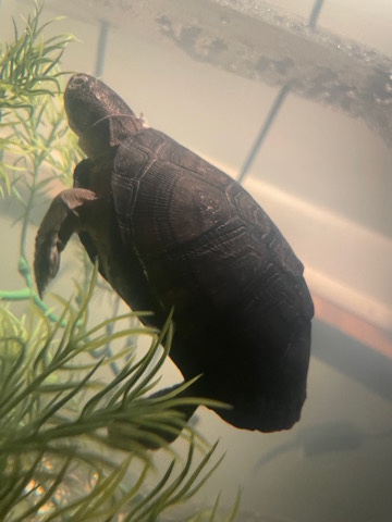 African Sideneck turtle