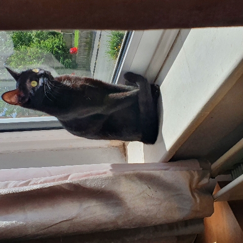British Shorthair – mainly black 1 year old cat