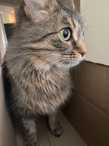 Toyger – katrina, three year old female cat