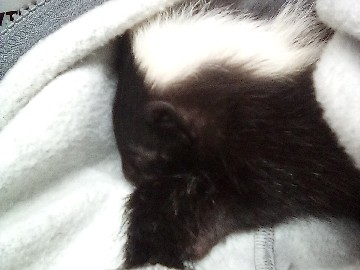 Skunk – skunk – Los Angeles