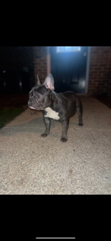 French Bulldog – Blue Frenchy