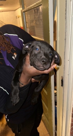 American Staffordshire Terrier – Puppies for Sale $200.00 Lab/Pit