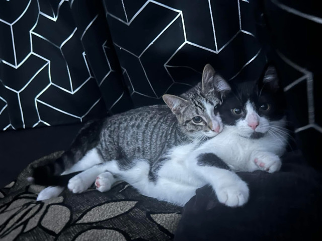 All - 2 cats. mini & bluey  available for adoption in Blackburn