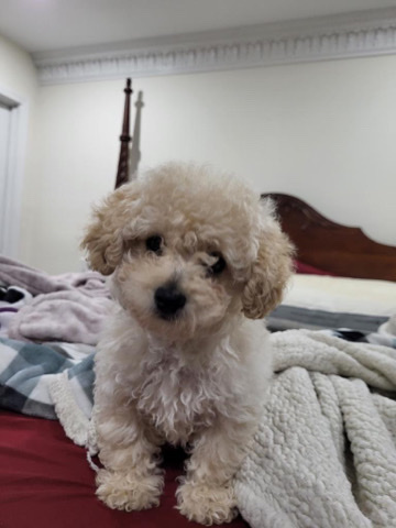 Poodle – Puppy for sale// Coco