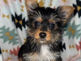 Yorkshire Terrier – Yorkies – Olivehurst