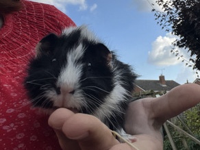 Adopt guinea pig 3 male guinea pigs  adoption in your area
