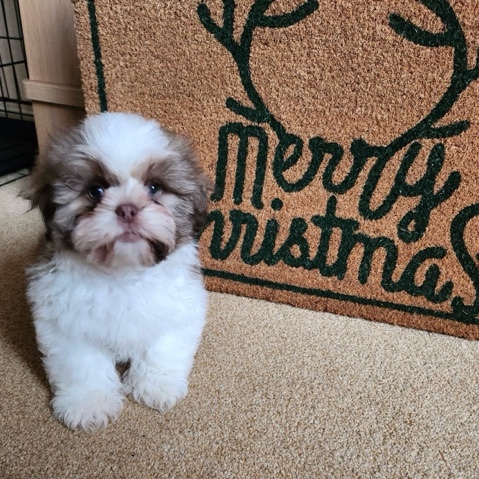 Shih Tzu – fluffy chunky Shih tzu pup (NE65 9JW)