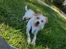 Russell Terrier – Energetic Russell Terrier – Columbia
