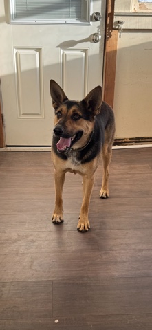 German Shepherd – Playful pup that needs a new home