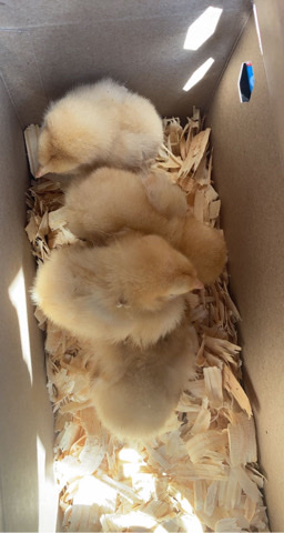 Any – Baby Chicks for Sale!