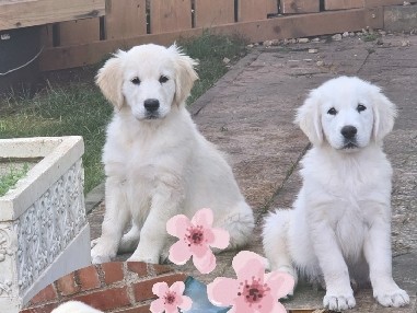 Golden Retriever - olden Retriever Welpen in liebevolle Hände abzugeben  available for adoption in Blankenheim