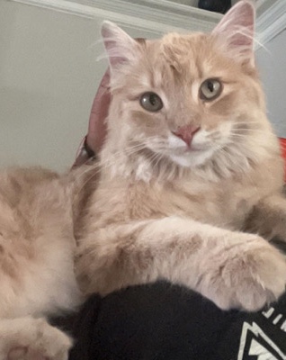 Looking to find a new home for simba