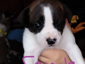 French Bulldog - puppies!! ready sept 20th available for adoption in Prince Edward