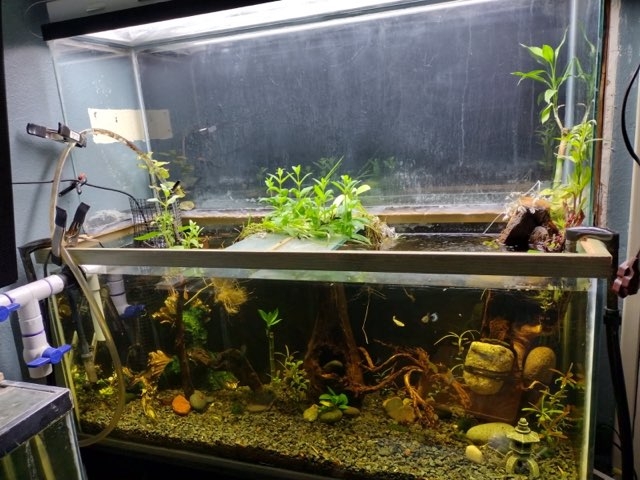 75 gallon fish tank with stand – San Diego