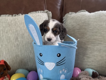 Dachshund – dachshund puppies – Winder