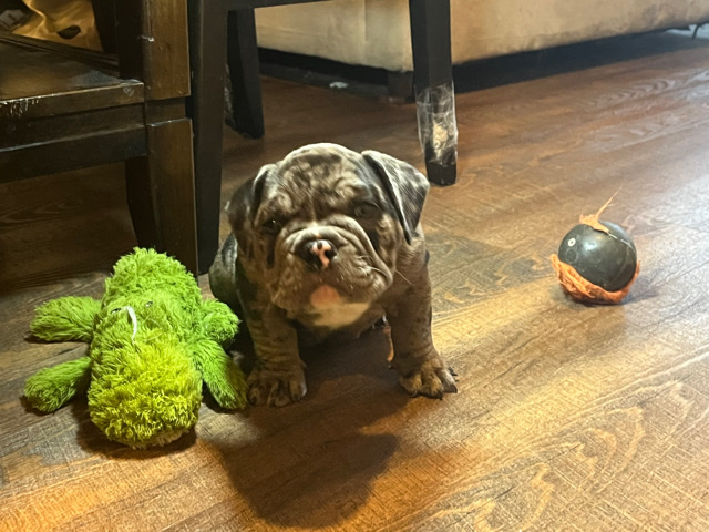 American Bulldog – American bully puppy