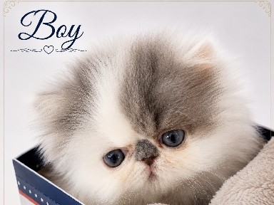 Persian (Traditional) – Persian cats full blooded – Limington