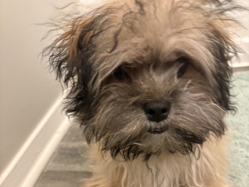 Shih Poo - Shih-Poo for Sale  available for adoption in Memphis