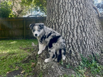 Australian Shepherd – Merle