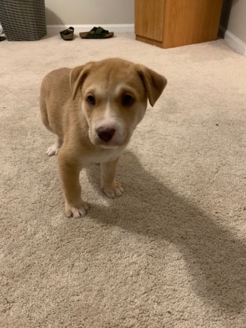 Labrador Husky – Mixed Breed Puppy