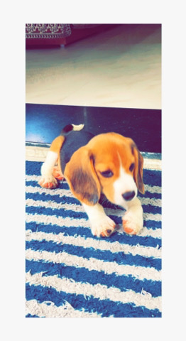 Beagle – 42 days male beagle for urgent sell