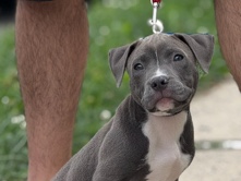 American Pit Bull Terrier – American Bully needs loving home – New York