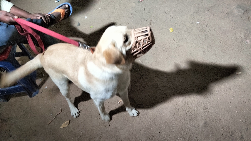 Labrador Retriever – I want sell my shiro
