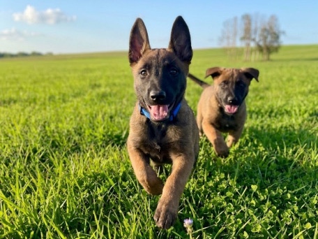 Belgian Shepherd Dog (Malinois) – Belgian Malinois – Newton