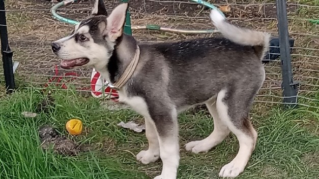 Siberian Husky – Husky/Shepherd mix
