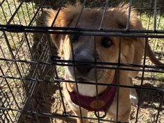 Golden Retriever – Dog – Nashville